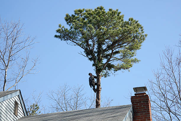 How Our Tree Care Process Works  in  Rodeo, CA