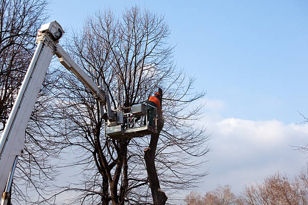 Best Hazardous Tree Removal  in Rodeo, CA